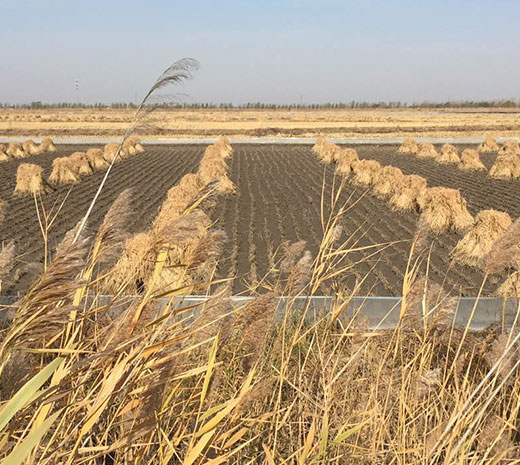 盘锦绿傲米业有限公司规模！